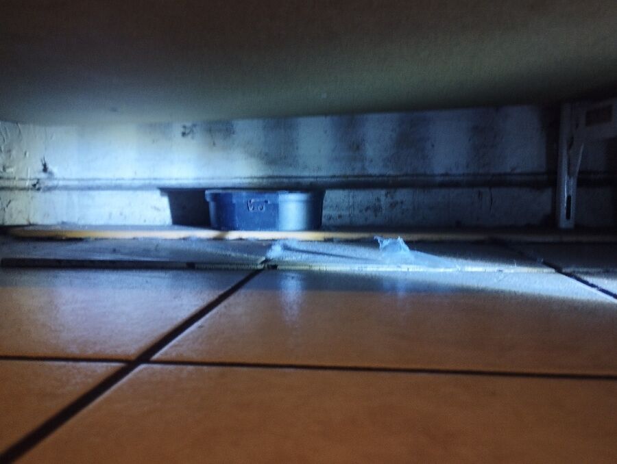 rat-rodent (3625).jpeg