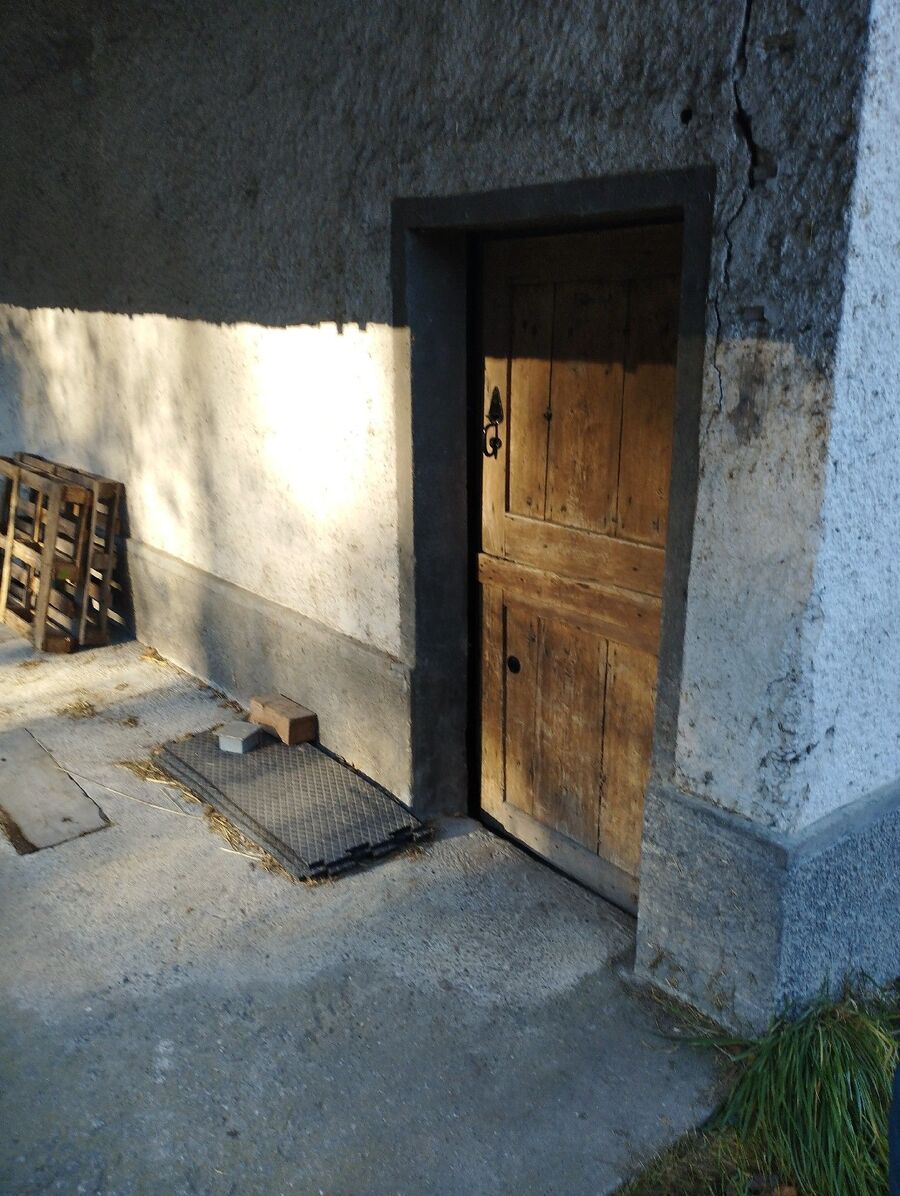 rat-rodent (3628).jpeg