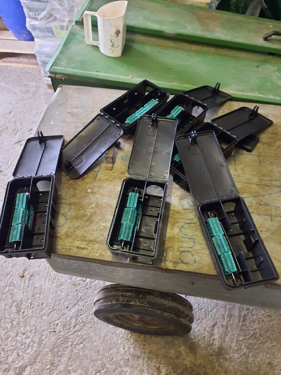 rat-fighting-rat-repelling