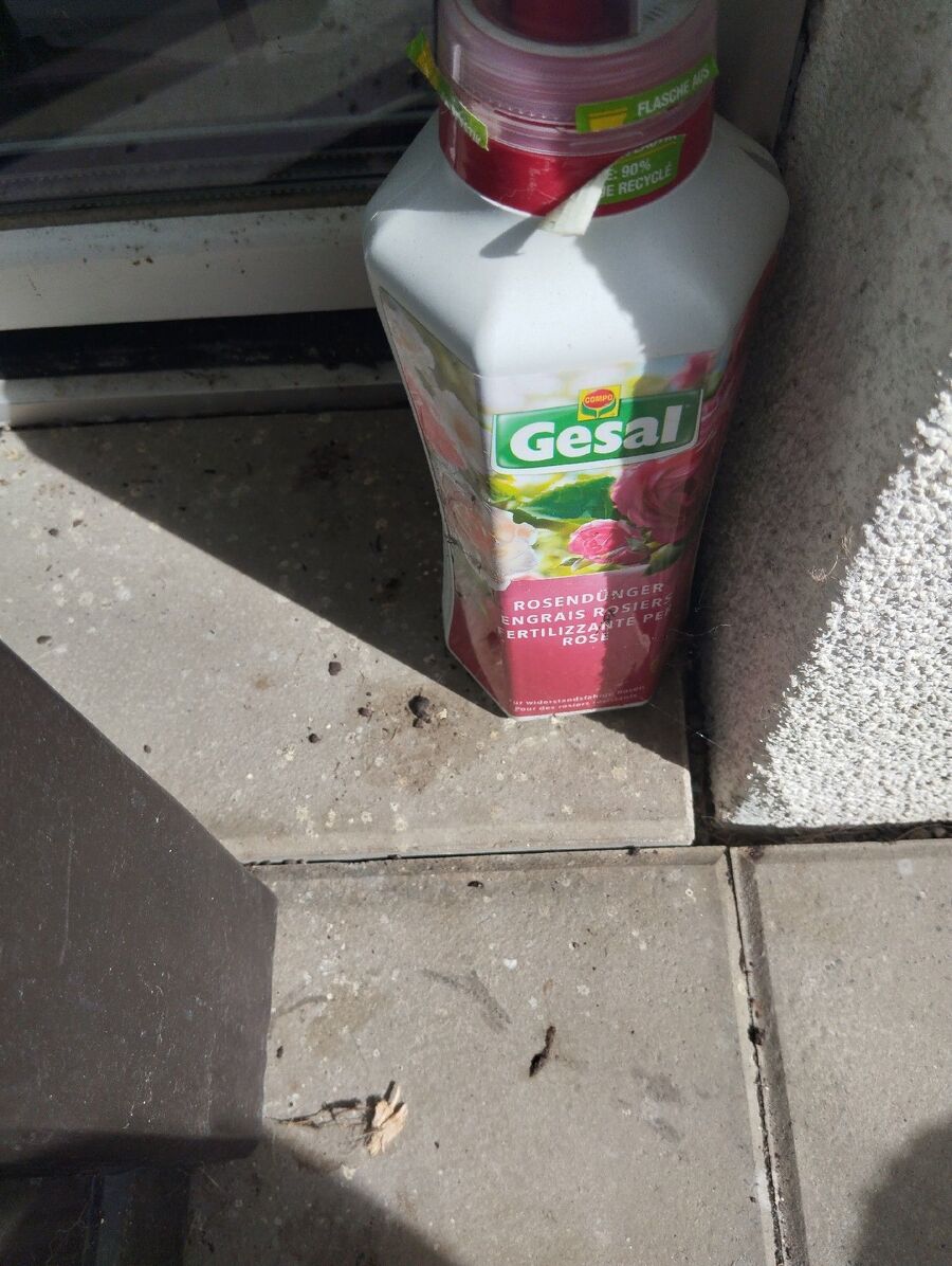 rat-fighting-rat-repelling