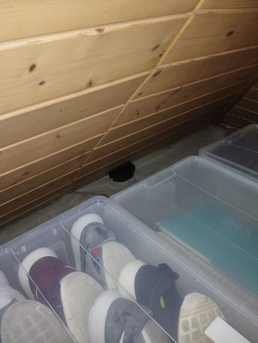 rat-fighting-rat-repelling