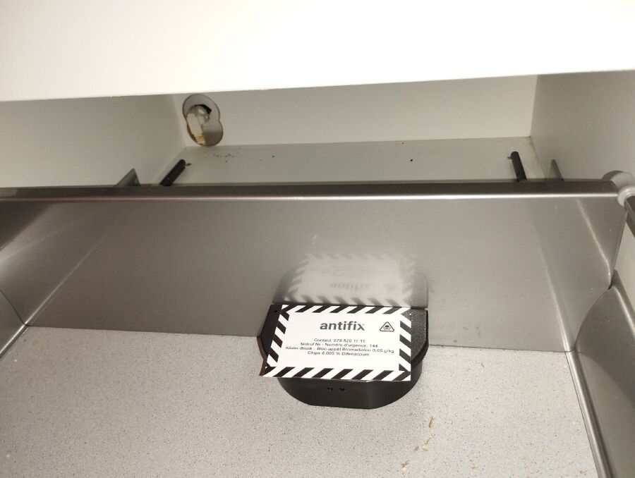 rat-fighting-rat-repelling