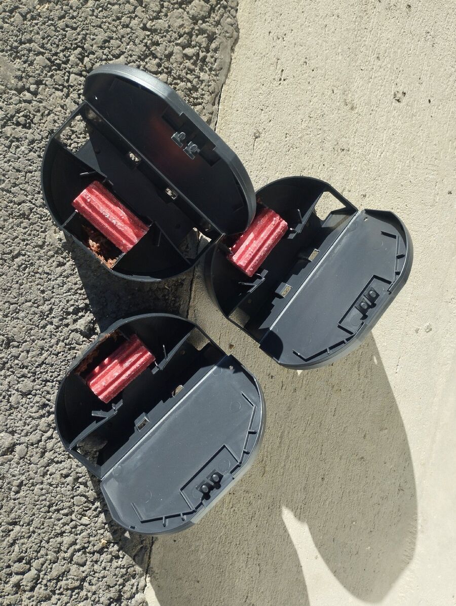 rat-fighting-rat-repelling