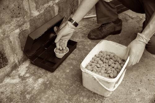 rats-fighting-expelling4 copy.jpg